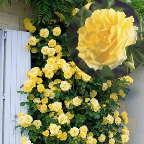 Rosa 'Golden Climber' - Roos 'Golden Climber' C4/4L